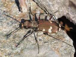 Image of Cicindela (Cicindela) sylvicola Dejean 1822