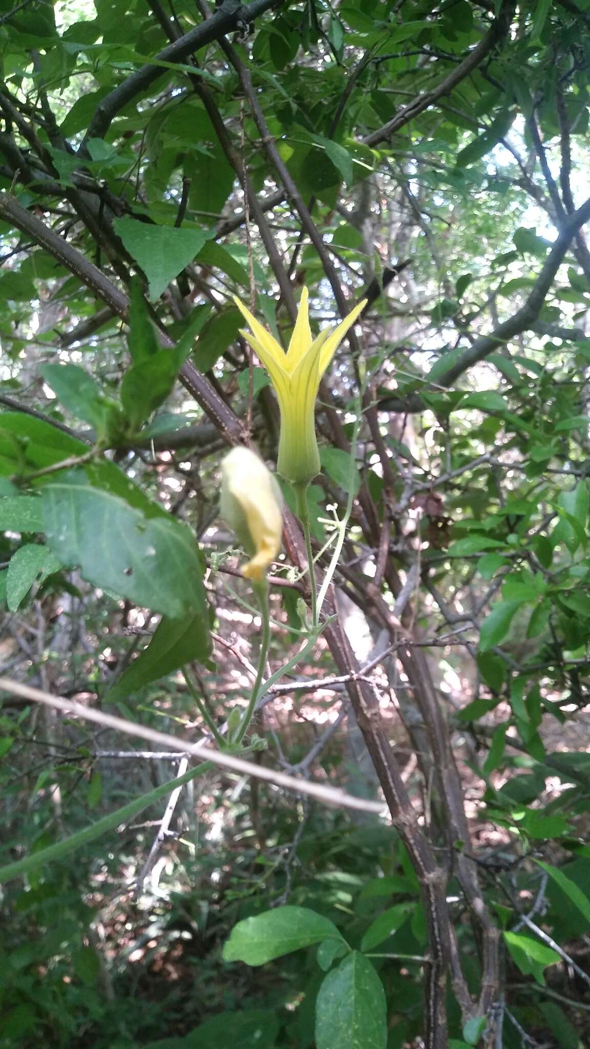 Image of Schizocarpum
