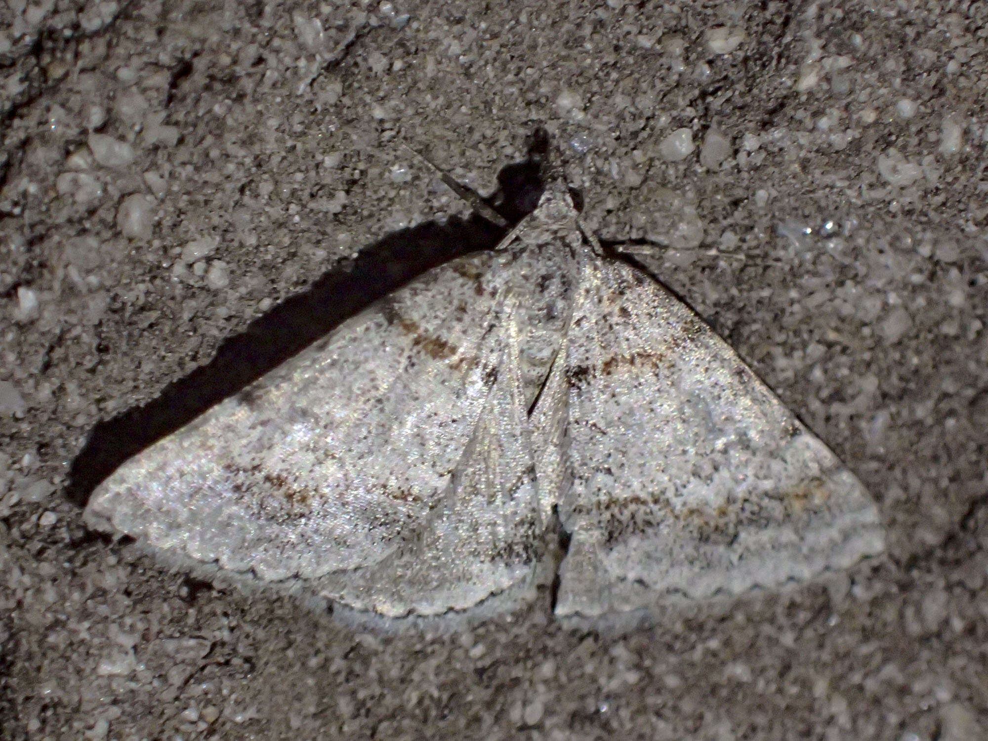 Image of Dichromodes obtusata Walker 1861