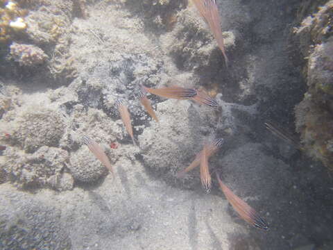 Image of Coral cardinalfish