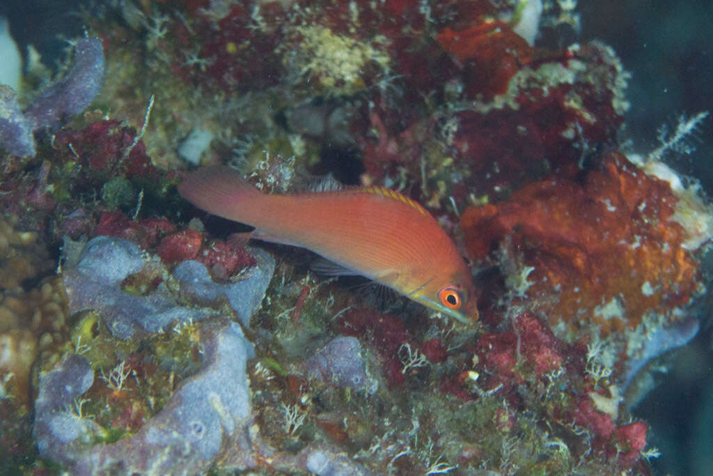 Image of Disappearing wrasse