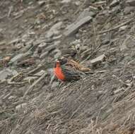 Image of Peruvian Meadowlark