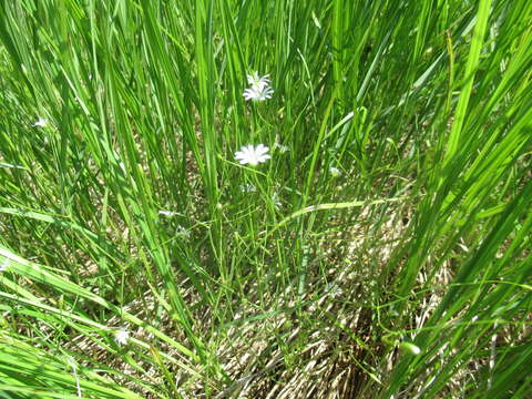 Image of Stellaria filicaulis Makino