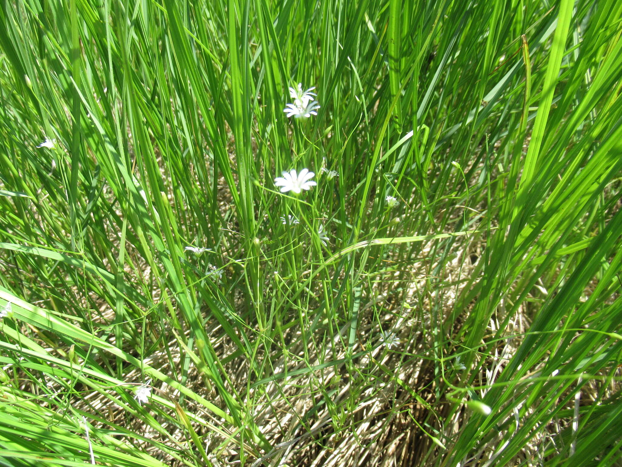 Слика од Stellaria filicaulis Makino