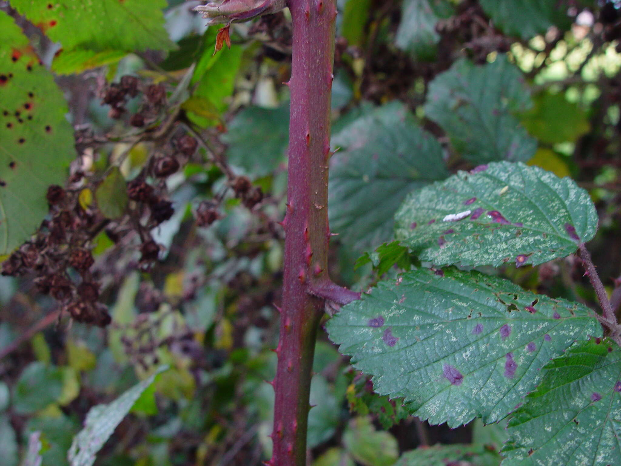 صورة Rubus bartonii Newton