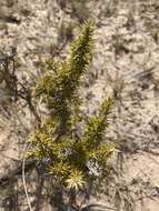 Image of Chuquiraga erinacea D. Don