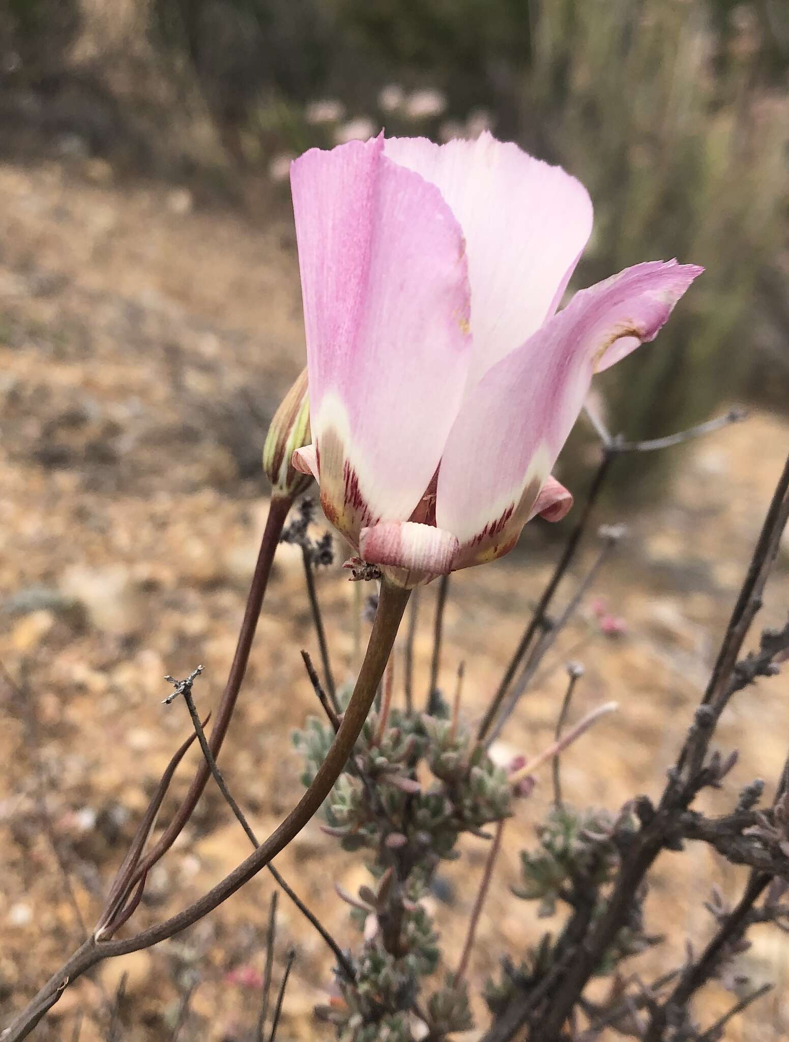 Calochortus simulans (Hoover) Munz resmi