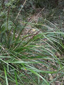 Sivun Carex uncinata L. fil. kuva