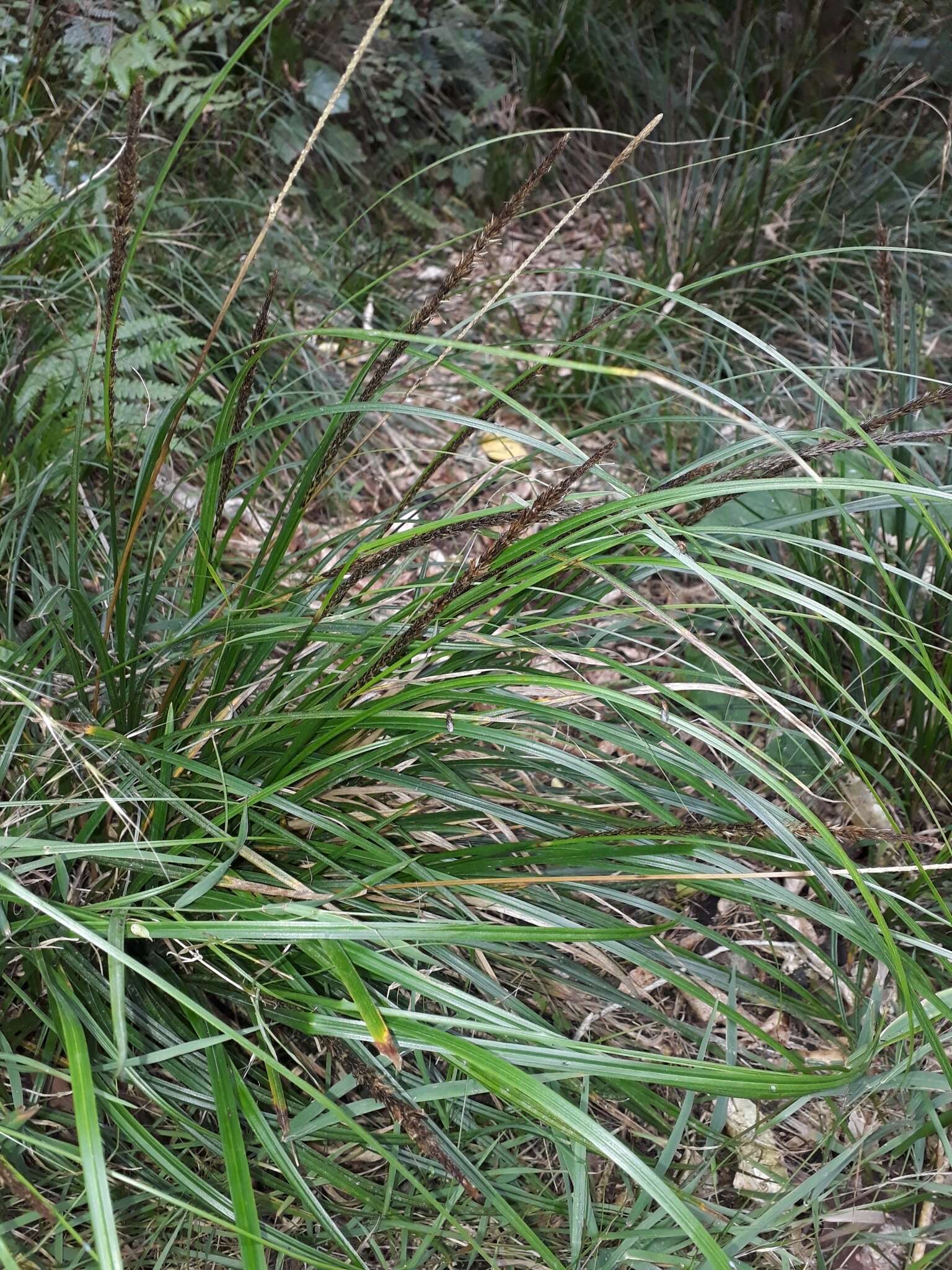 Sivun Carex uncinata L. fil. kuva