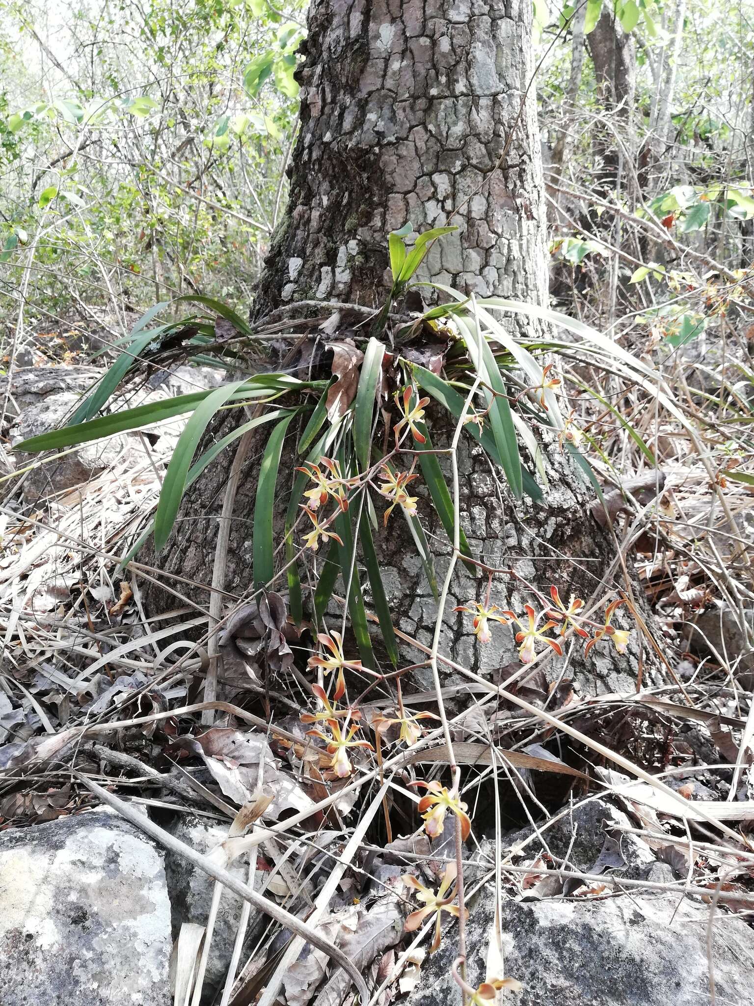 Image of Encyclia alata subsp. parviflora (Regel) Dressler & G. E. Pollard