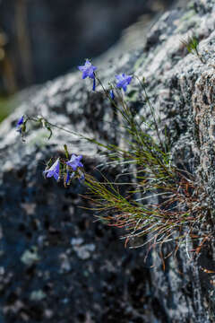 Plancia ëd Campanula intercedens Witasek