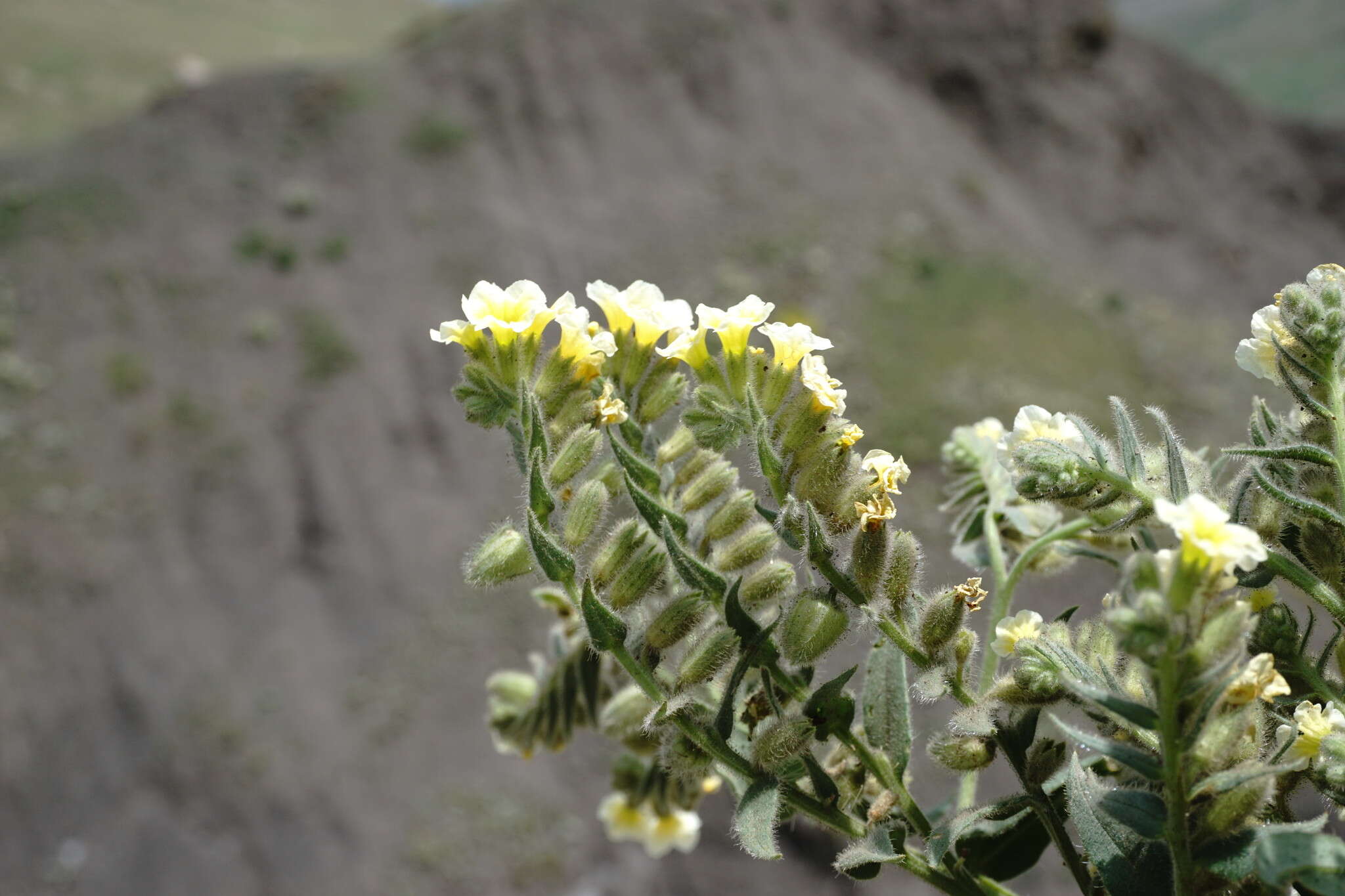 صورة Nonea alpestris (Stev.) G. Don fil.