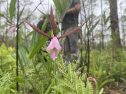 Image of Rosebud orchid