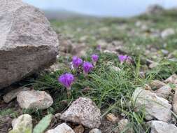 Imagem de Ipomoea noctulifolia G. D. Mc Pherson