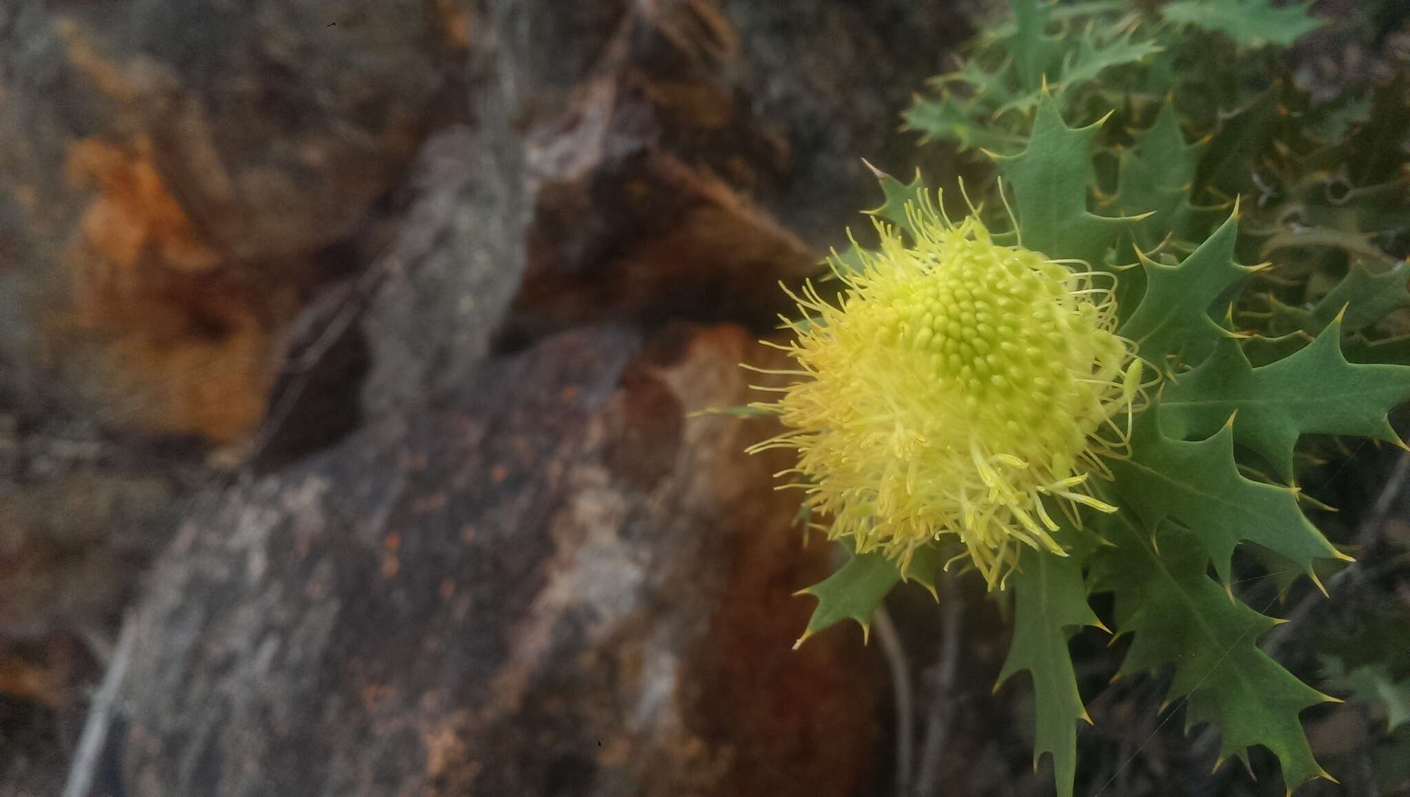 Image of Banksia arborea (C. A. Gardner) A. R. Mast & K. R. Thiele