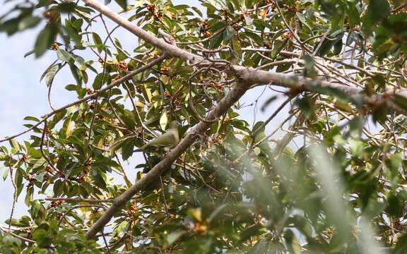 Image of Yellow-vented Green Pigeon