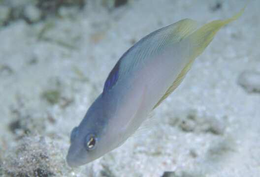 Oxycercichthys resmi