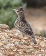 Image of Large-billed Lark