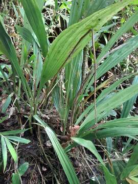 Image of Phaius pulchellus var. sandrangatensis Bosser