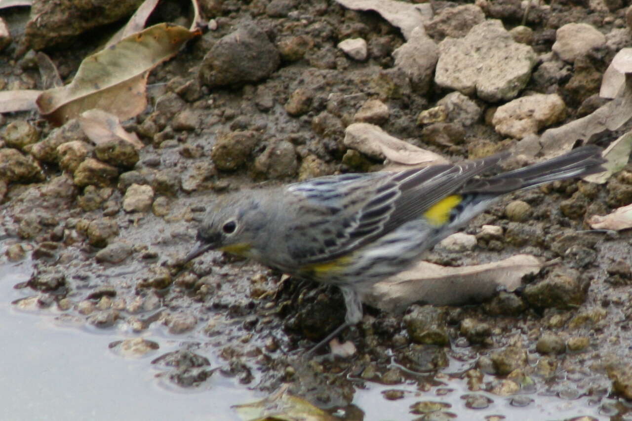 Image of Setophaga coronata auduboni (J. K. Townsend 1837)