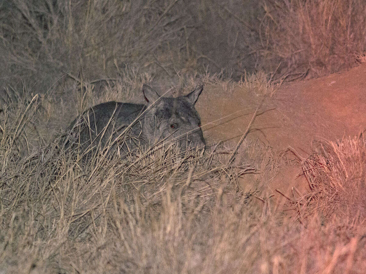 Image of Northern Hairy-nosed Wombat