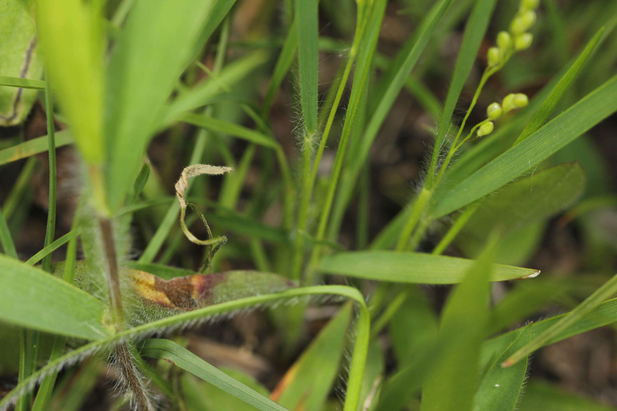 Imagem de Panicum linearifolium Scribn.