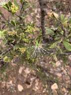 Image of Dwarf bush-cherry