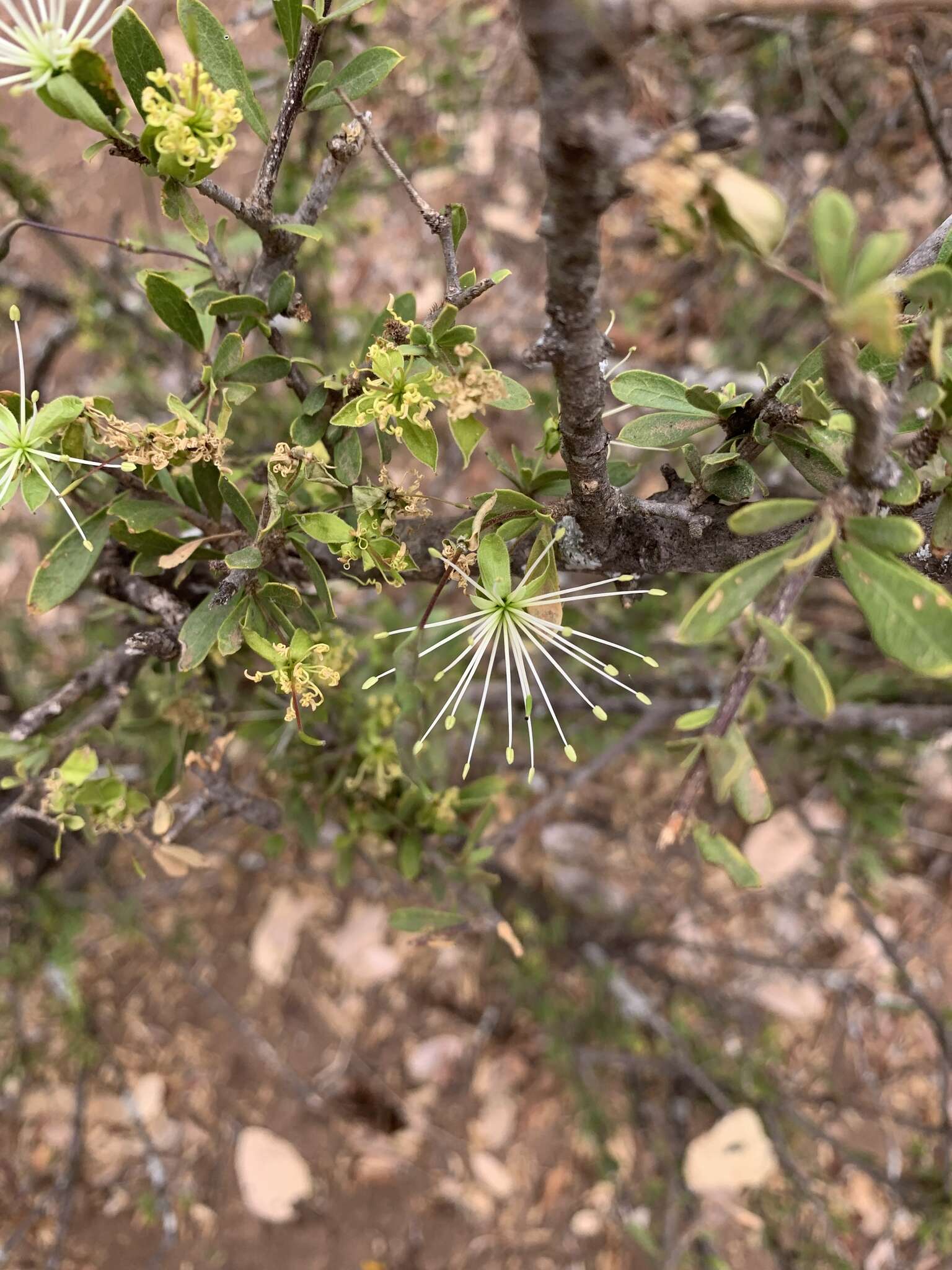 Image de Maerua parvifolia Pax