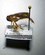 Image of Lesser water boatman