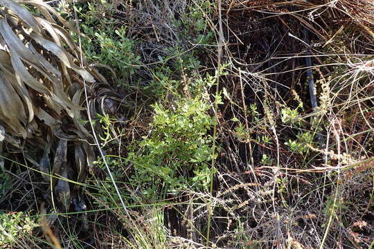 Image de Otholobium bowieanum (Harv.) C. H. Stirt.