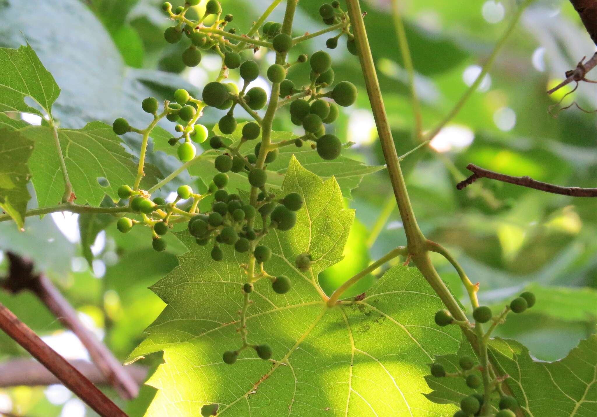 Image of River-Bank Grape