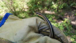 Plancia ëd Lygophis lineatus (Linnaeus 1758)