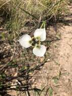 Moraea tricuspidata (L. fil.) G. J. Lewis resmi