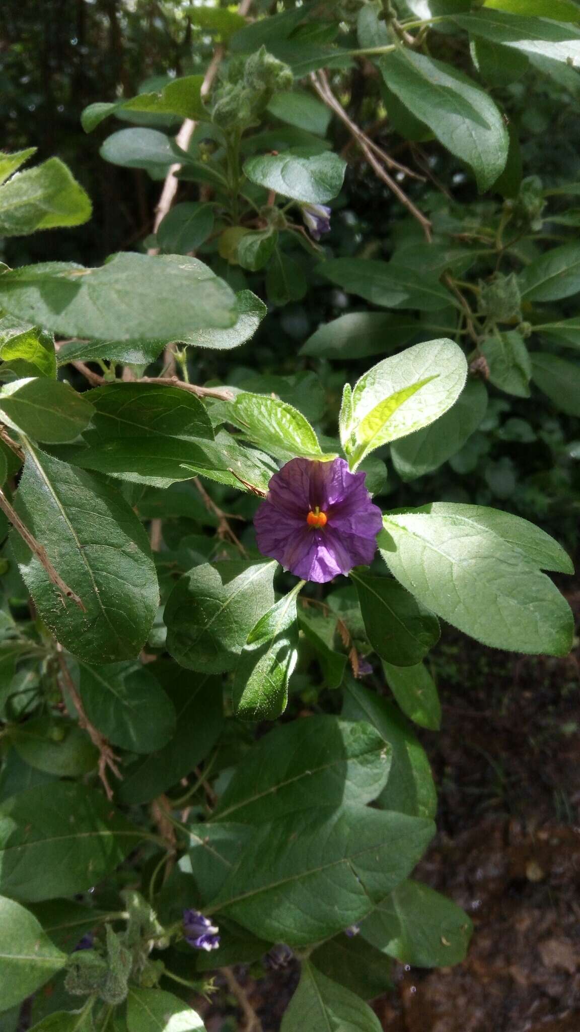 Image de Lycianthes lycioides (L.) Hassler