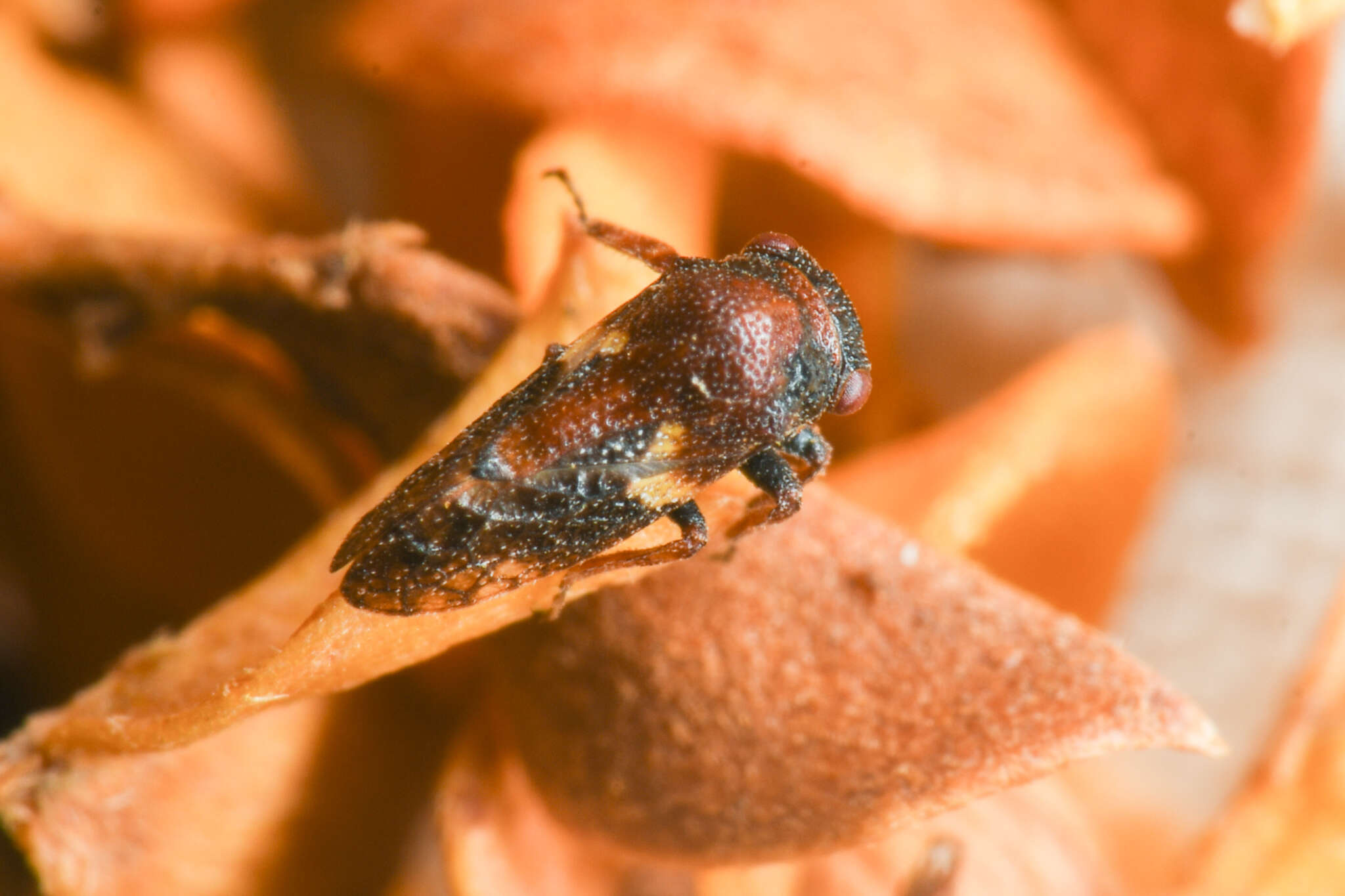 Imagem de Centrodontus atlas