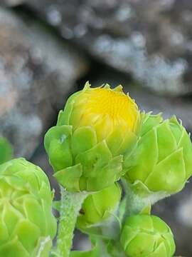 Image of Sonchus daltonii Webb