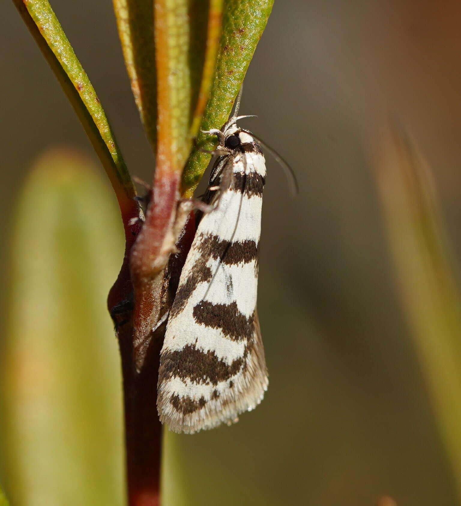 Image of Philobota impletella Walker 1869