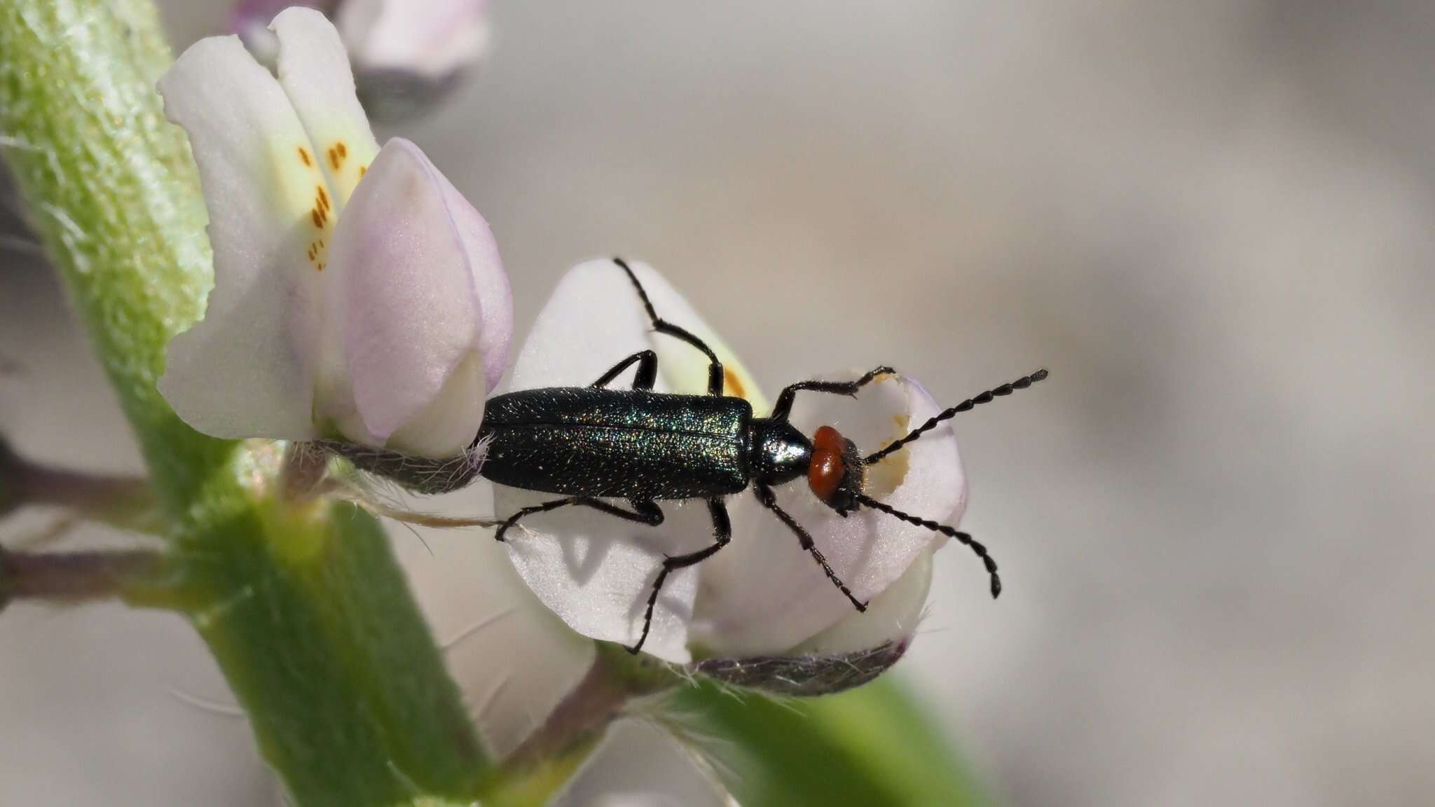 Image of Red-eared Blister Beetle