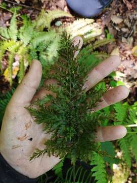 Image of Killarney fern