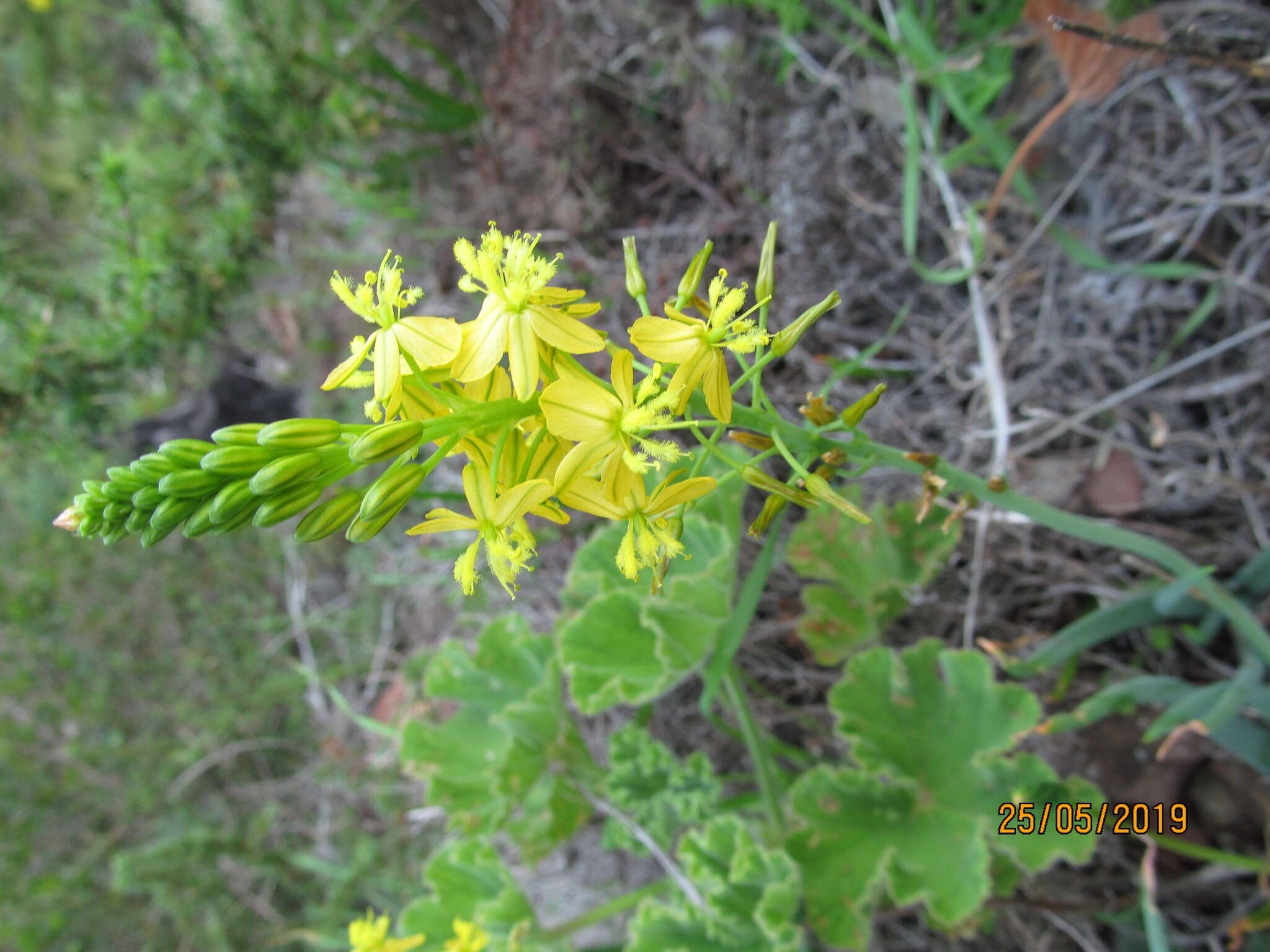 Imagem de Bulbine alooides (L.) Willd.