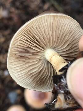 Image of Pholiota velaglutinosa A. H. Sm. & Hesler 1968