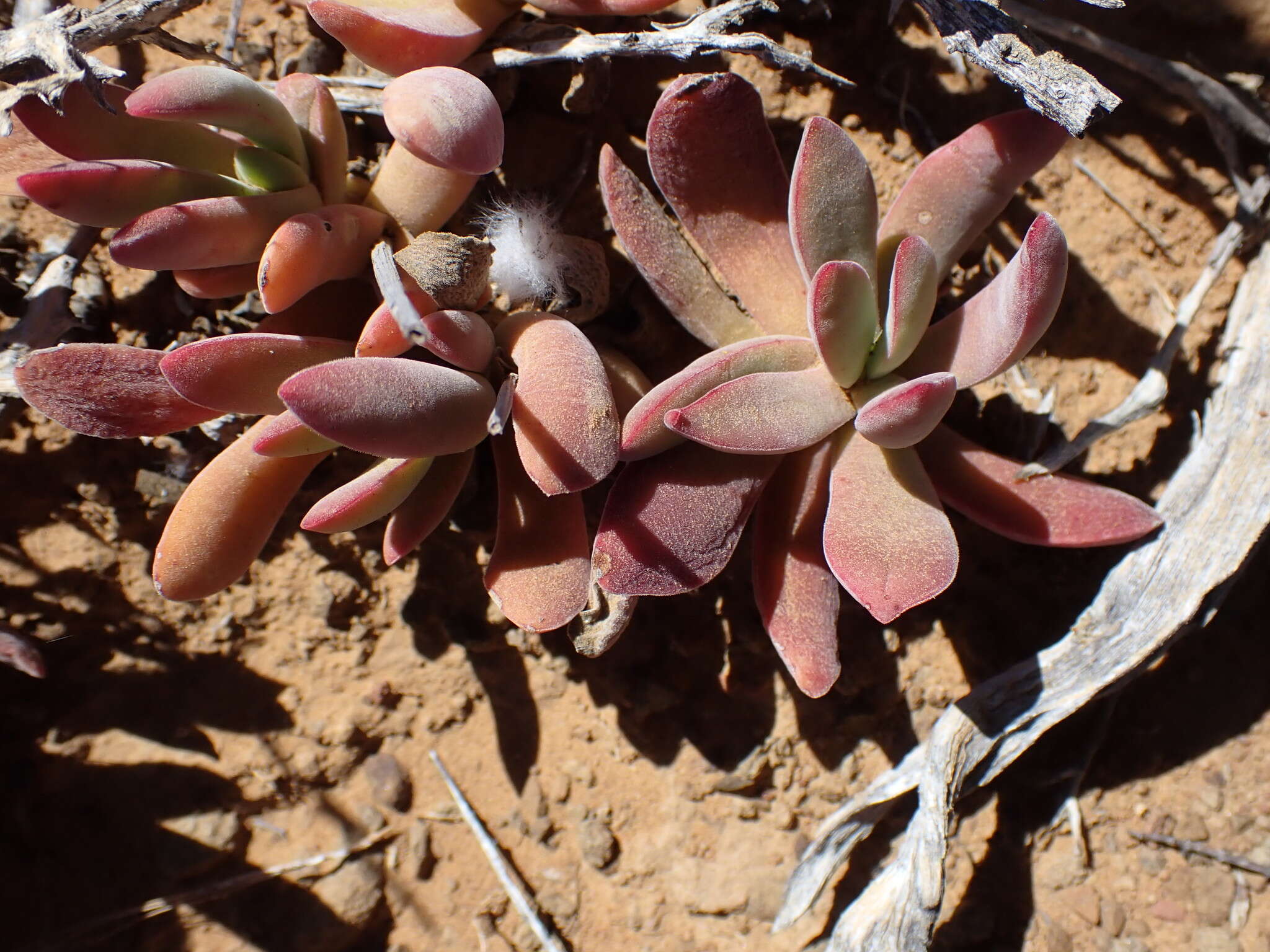 Image of Crassula pubescens Thunb.