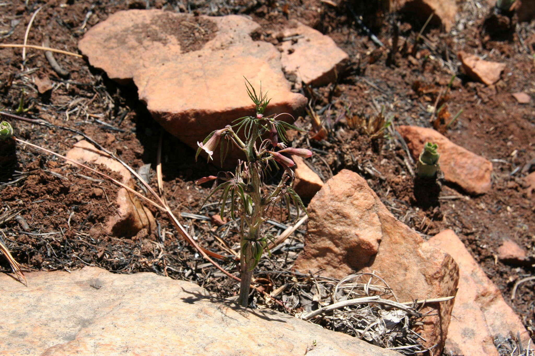 Image of Adenia wilmsii Harms