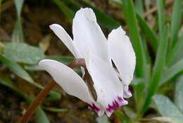 Image of Cyclamen cyprium Ky.