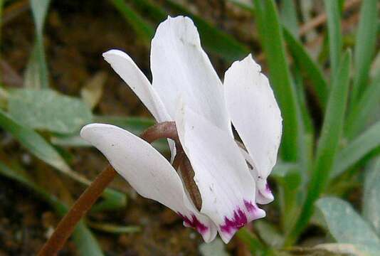 Imagem de Cyclamen cyprium Ky.