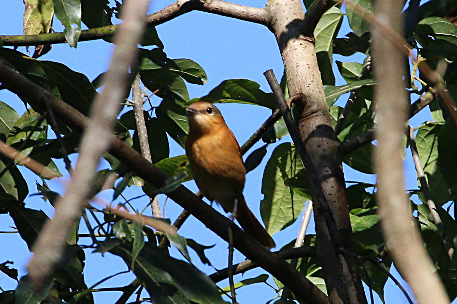 Image of Chestnut-crowned Becard