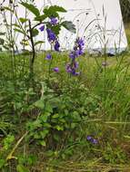 Image of Campanula rhomboidalis L.