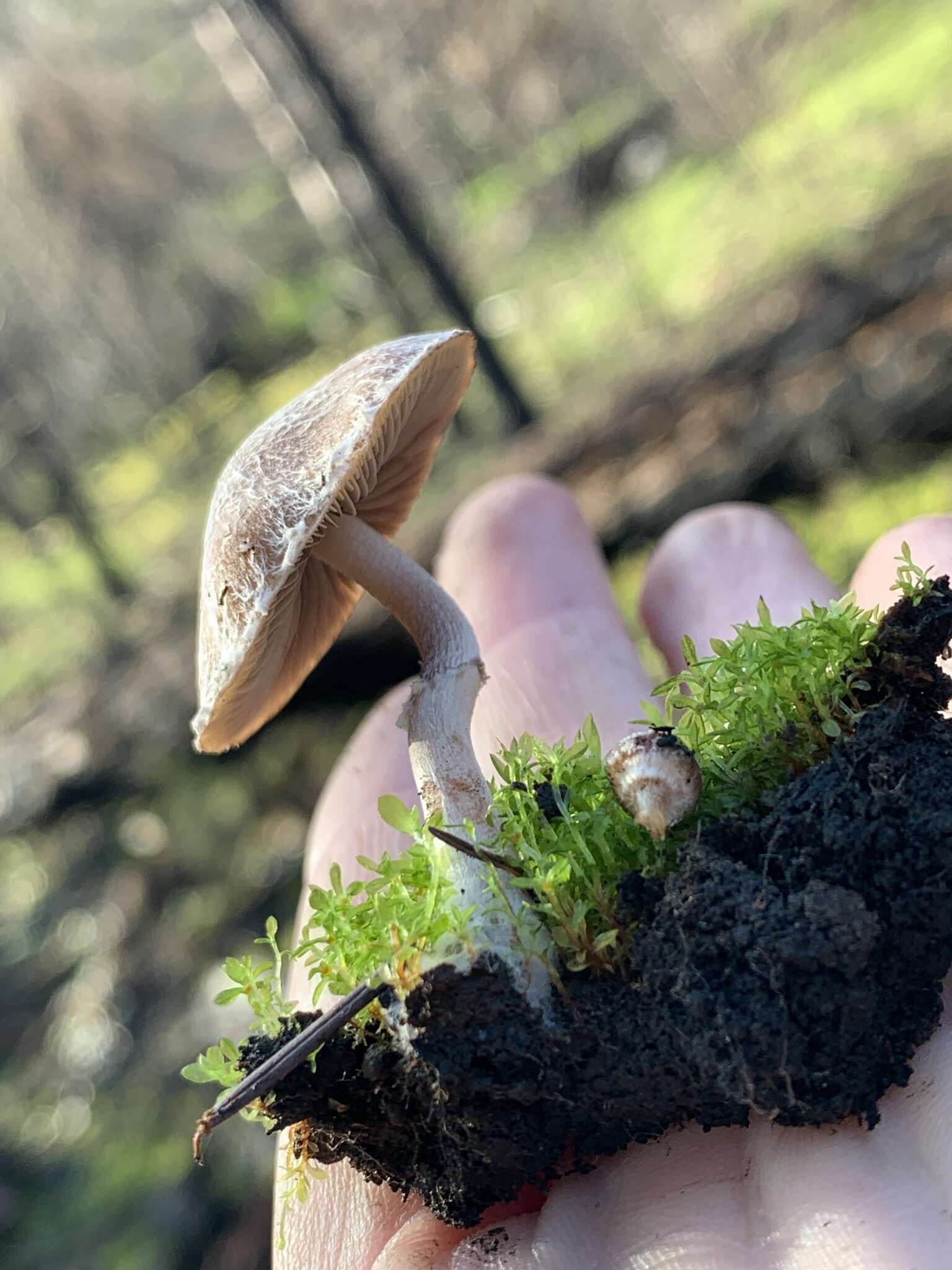 Imagem de Psathyrella pennata (Fr.) A. Pearson & Dennis 1948