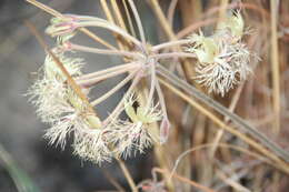 Image of Pelargonium bowkeri Harv.