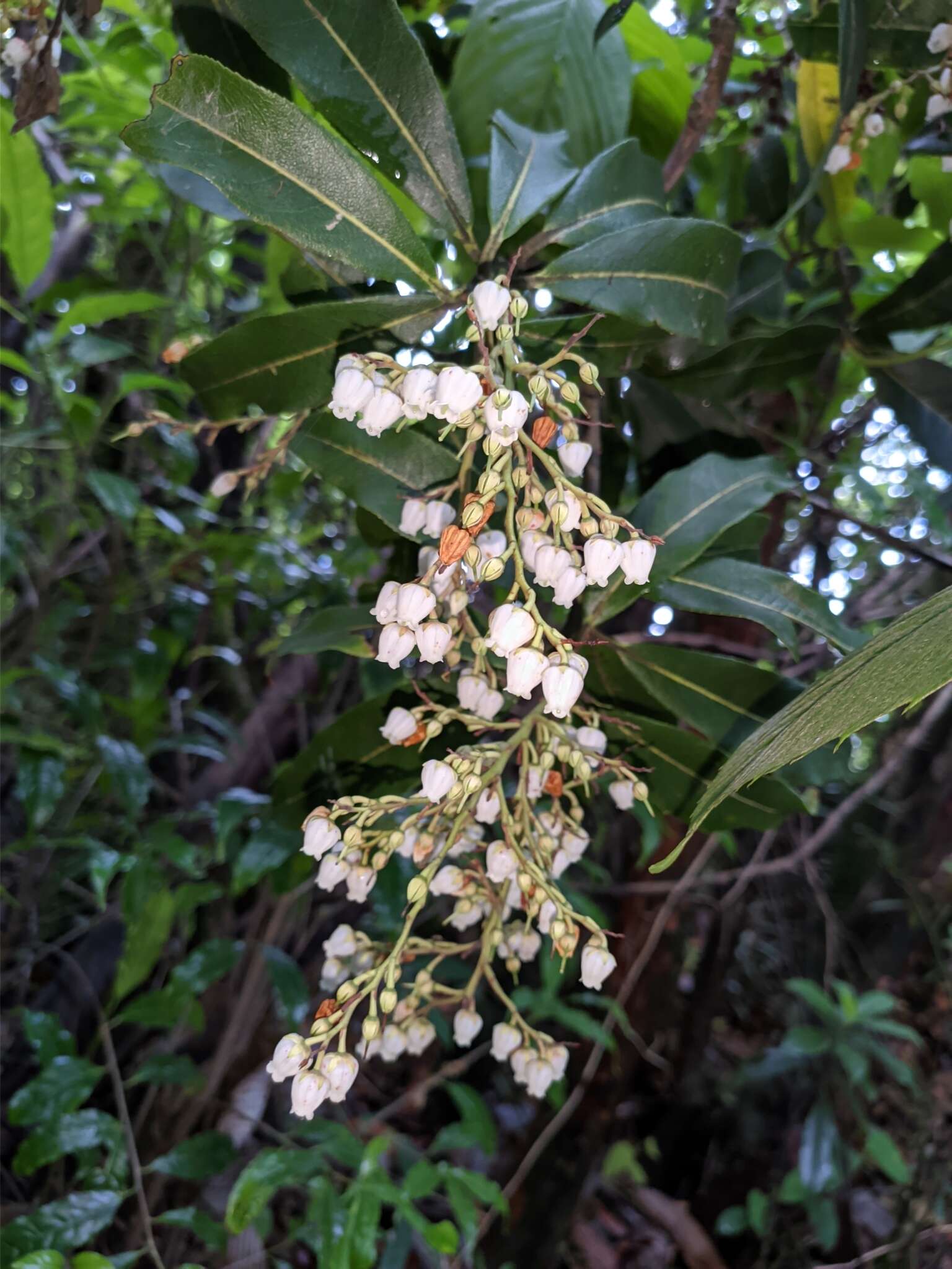 Image of Pieris formosa (Wall.) D. Don